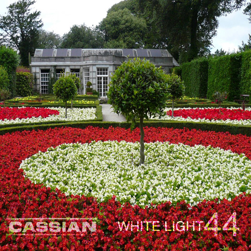 White Light 44 - Cassian